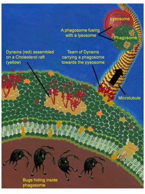 A phagosome is shown with bugs trapped inside it by the lipid membrane of the phagosome (green). Dynein motors (red) have assembled into cholesterol rich domains (yellow patches) on the membrane. A team of Dyneins is also pulling the phagosome along a microtubule. The direction of motion (black arrow) is towards a lysosome, where the bugs will be killed. Another phagosome is fusing with a lysosome.
CREDIT: Mukesh Kumar (Artwork) and Autostakkert.com (Bug image)