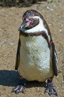 The architecture of Humboldt penguins' feathers make them ice-proof. 
Credit: tatianaput/iStock/Thinkstock