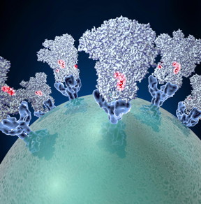 Coronaviruses -- the agents behind outbreaks of new kinds of pneumonia -- employ molecular tactics to infect cells.
CREDIT: Veesler Lab/University of Washington