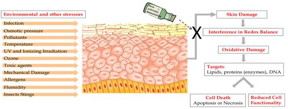 These are the consequences of skin exposure to stressors.
CREDIT: Maya Ben-Yehuda Greenwald