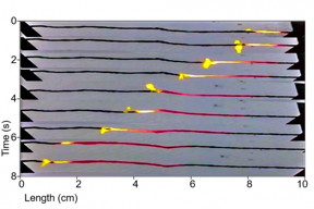 In this time-lapse series of photos, progressing from top to bottom, a coating of sucrose (ordinary sugar) over a wire made of carbon nanotubes is lit at the left end, and burns from one end to the other. As it heats the wire, it drives a wave of electrons along with it, thus converting the heat into electricity.

Courtesy of the researchers