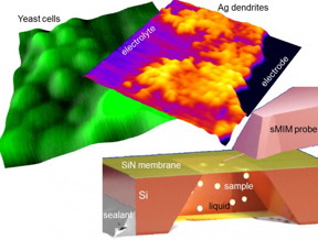 NIST and ORNL scientists have devised a near-field microwave imaging approach to capture images of nanoscale processes under natural conditions. As the tip of an atomic force microscope scans over an ultrathin membrane it emits near-field microwaves into the sample below. Shown are images of yeast cells and silver dendrites, which formed on an electrode during electroplating.
CREDIT: Kolmakov/CNST