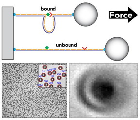 The picture on the top shows a DNA nanoswitch that forms a looped structure when a bond is formed between the attached reactive components (e.g. receptor-ligand pair shown in red and green); at one end it is attached to the sample stage and at the other to a bead (top). By applying centrifugal forces to the bead in the CFM device, the bond between the reactive components can be repeatedly ruptured, opening up the loop and increasing the length of the DNA tether (bottom), enabling highly reliable measurements of molecular interactions. In the CFM, many beads can be interrogated in parallel, enabling high-throughput single-molecule measurements (bottom left). In the video in the bottom right, the camera captures these rupture events in real time by registering the bead at a different spot.
CREDIT: Wyss Institute at Harvard University.