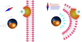 The Janus particles move by means of rotating magnetic fields (l.). If the magnetic field is altered, the microrobots generate an electric field (r.). A chemical compound (bluish green bullet) is released which than destroys defective cells.
CREDIT: ETH Zurich / Salvador Pan