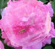 A transparent smart skin can detect a bee landing on it.  
Credit: American Chemical Society 