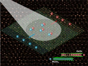 Light drives the migration of charge carriers (electrons and holes) at the juncture between semiconductors with mismatched crystal lattices. These heterostructures hold promise for advancing optoelectronics and exploring new physics. The schematic's background is a scanning transmission electron microscope image showing the bilayer in atomic-scale resolution.
CREDIT: Oak Ridge National Laboratory, US Dept. of Energy. Image by Xufan Li and Chris Rouleau