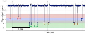 This image shows single-molecule nanopore DNA sequencing by synthesis data from a template with homopolymer sequences (www.pnas.org/content/early/2016/04/14/1601782113.full).
CREDIT: Jingyue Ju,Columbia Engineering