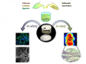 A sketch demonstrating the fabrication and in vitro and in vivo testing of novel halloysite-doped biopolymer tissue engineering scaffold
CREDIT: Bionanotechnology Lab, Institute of Fundamental Medicine and Biology, Kazan Federal University,