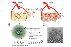 (Top) Stimulating the growth of new blood vessels (angiogenesis) in adipose tissue transforms the tissue from fat-storing white tissue to fat-burning brown tissue. A schematic of the nanoparticle (bottom left) that MIT and Brigham and Womens Hospital researchers used to deliver angiogenesis drugs to adipose tissue. (Bottom right) The nanoparticles imaged by transmission electron microscopy.

Courtesy of the researchers-MIT