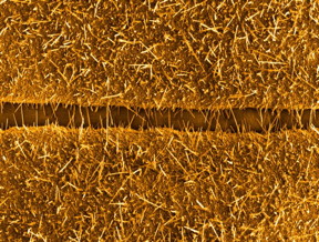 This is an adaptation of a scanning electron microscopy image of copper oxide nanowires bridging the gap between neighbouring copper microstructures
CREDIT: OIST