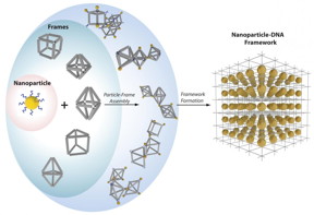 Nanoparticles (yellow balls) capped with short single-stranded DNA (blue squiggly lines) are mixed with polyhedral DNA frames (from top to bottom): cube, octahedron, elongated square bipyramid, prism, and triangular bipyramid. The frames' vertices are encoded with complementary DNA strands for nanoparticle binding. When the corresponding frames and particles mix, they form a framework.
CREDIT: Brookhaven National Laboratory