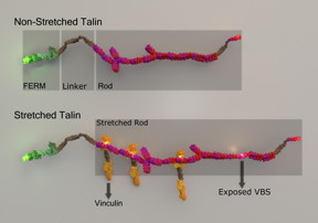 Talin stretching and stretch-induced vinculin binding.
CREDIT: Mechanobiology Institute, National University of Singapore