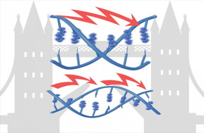 Over short distances, electrons flow across DNA by quantum tunneling that spread fast like waves across a pond. Across longer distances, they behave more like particles and the hopping takes effect. "Think of trying to get across a river," explained Limin Xiang, a postdoctoral researcher in Tao's lab. "You can either walk across quickly on a bridge or try to hop from one rock to another. The electrons in DNA behave in similar ways as trying to get across the river, depending on the chemical information contained within the DNA.
CREDIT: Jason Drees and Limin Xiang, Biodesign Institute, Arizona State University