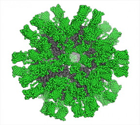 Via genetic fusion, 120 copies of a fluorescent protein were added to a computer-designed icosahedral nano-cage.
CREDIT: University of Washington Institute for Protein Design