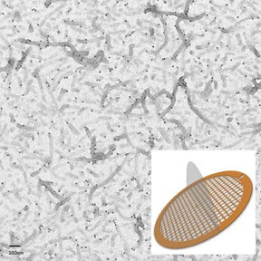 Protein filaments immunogold labelled and negatively stained on an EMR carbon support film. 
Note the carbon support is free of background label. Image courtesy CAIC)