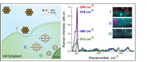 Left: Schematic representation of silicon nanoparticles (SiNPs) biodegradation processes: (I) localization of SiNPs on the cell membrane; (II) penetration of SiNPs in the cytoplasm with partial solubility of the nanoparticles; (III) strong dissolution of SiNPs after 10-13 days within the cell body. Right: Raman spectra of SiNPs for different incubation times: 9 h, 48 h and 13 days of incubation depicted in red, blue and green, respectively. Inset: corresponding xz-cross-section of Raman spectroscopy images of MCF-7 cells cultivated with SiNPs.

Source: Lubov Osminkina