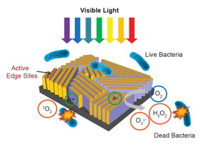 This nanostructured device, about half the size of a postage stamp, uses sunlight to quickly disinfect water. It consists of thin flakes of molybdenum disulfide arranged like walls on a glass surface and topped with a thin layer of copper. Light falling on the walls triggers formation of hydrogen peroxide (H2O2) and other reactive oxygen species that kill bacteria.C. Liu et al., Nature Nanotechnology