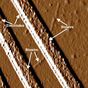 Scientists sponsored by the Office of Naval Research have genetically engineered a new strain of bacteria, found naturally in dirt, to create electrical wires that not only conduct electricity, but also rival the thinnest wires known to humanity. The nanowires could have a great impact on the future force, contributing to everything from smaller electronic devices to alternative fuels.

Photo courtesy of Dr. Derek Lovley