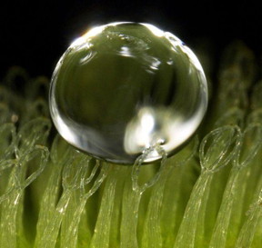 Eggbeater-shaped, wax-coated hairs make the leaves of the salvinia molesta aquatic fern highly water-repellent.

Photo: W. Barthlott/Nees Institute