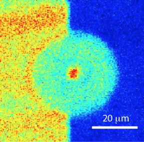 This image shows the formation of singular charge patterns upon localized laser excitation.
CREDIT: Harishankar Jayakumar