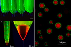 The emitters that produce the microspheres have two openings  a hole and a concentric ring, each fed by separate microfluidic channels. Under precisely calibrated conditions, the material drawn through the outer ring encases the material drawn through the center hole, creating an encapsulated particle.

Courtesy of the researchers