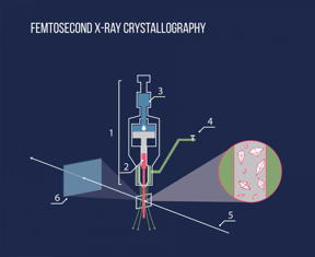 Using the injector (1), the protein crystals dissolved in the lipid medium (2) are exposed to an X-ray beam (5), after which the scattered beam hits a detector (6). Pressure is created in the injector by a hydraulic piston (3), a special gas flow (4) is applied to maintain the straight shape of the lipid stream.
CREDIT: MIPT