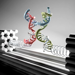 Nanoclamp made of DNA strands. Illustration: Christoph Hohmann
