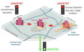 The activation of the intracellular signalling of the IFN-gR receptor depends on the lipid nanodomains present in the membrane. The alteration of these nanodomains or the presence of a single mutation in the receptor induces galectin binding. The receptor ends up trapped in the actin filaments and cell signalling is blocked.
CREDIT
Instituto Biofisika (UPV/EHU, CSIC)