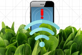 By embedding spinach leaves with carbon nanotubes, MIT engineers have transformed spinach plants into sensors that can detect explosives and wirelessly relay that information to a handheld device similar to a smartphone.

Illustration: Christine Daniloff/MIT