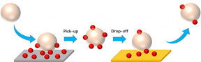 Oil-in-water droplets represented by shiny spheres stabilized by functional surfactants first pick up the nanoparticles, represented by small red balls, when traversing a nanoparticle-coated surface. Later in the same in-line process, when the particle-attached droplets meet the downstream empty surface with a high affinity for the nanoparticles, they drop the nanoparticles off onto the surface and move forward in the aqueous flow.
CREDIT
UMass Amherst/Richard Bai