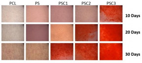 Dental follicle stem cells cultured on different scaffolds for 10, 20 and 30 days. Alizarin red stain was used to detect stem cell mineralization (the red indicates the bone mineralization). Bone differentiation rate of cells on the cellulose-nanocrystal scaffold was faster compared to the bioplastics scaffold.
CREDIT
Martin Chiang, National Institute of Standards and Technology.