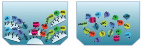 Graphic depicts the tethered enzymes and free-floating enzymes.
CREDIT
Cornell University
