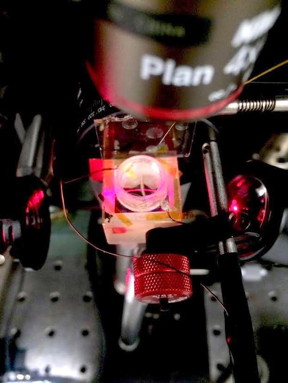 This photo shows the setup for a system known as CAGE (Critically coupled waveguide-Amplified Graphene Electric field imaging device) that is designed to precisely record the properties of faint electrical signals using an infrared laser and a layer of graphene. The CAGE platform can be used to image the electrical signals of living cells.
CREDIT
Halleh Balch and Jason Horng/Berkeley Lab and UC Berkeley