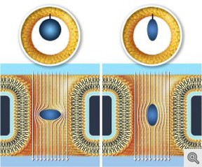 This illustration depicts a side view of proteins (blue) flowing through two electrically charged nanopores.