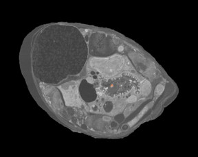 This is a scanning electron micrograph showing a cross section of the roundworm C. elegans with two ingested engineered nanoparticles (red dots just right of center). Images such as this provided NIST researchers with visual confirmation that nanoparticle consumption actually occurred.
CREDIT
K. Scott/NIST