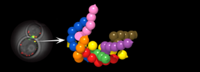 On the left, in vivo image of nanomachines using current microscopy techniques; on the right, the new method allows 3D observation of nanomachines in vivo and provides 25-fold improvement in resolution (O. Gallego, IRB Barcelona)