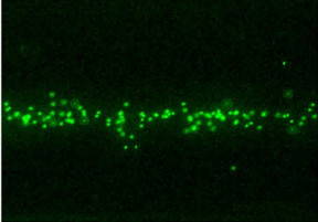 Nanoparticles tagged with fluorescent markers to make them easier to see are concentrated in a column by a new acoustic whirlpool device.
CREDIT
Duke University