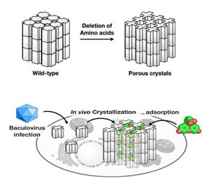 The mutant polyhedrin monomers were crystallized in insect cells and used to adsorb fluorescent dyes (bottom panel).
CREDIT
Tokyo Institute of Technology