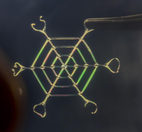 A new bioinspired process developed at Tufts University combines top-down and bottom-up assembly to turn silk protein into materials that are easily programmable at the nano-, micro- and macro-scales; ultralight; and robust. This web of silk nano fibers was able to sustain a load 4,000 times its own weight.
CREDIT
Silk Lab / Tufts University
