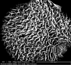 This is a western swordfern leaf magnified 400 times, showing the self-repeating fractal pattern of its veins.
CREDIT
RMIT University