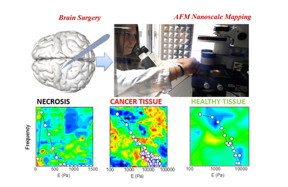 Examples of cell tissue modulus vs frequency maps obtained using the JPK NanoWizard and CellHesion systems