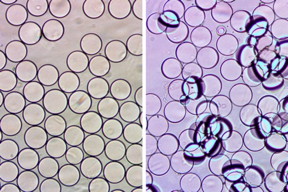 At left, Janus droplets viewed from above. After the droplets encounter their target, a bacterial protein, they clump together (right).

Image: Qifan Zhang