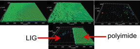 In the top row, the growth of biofilm on surfaces with a solution containing Pseudomonas aeruginosa is observed on, from left, polyimide, graphite and laser-induced graphene surfaces. Green, red and blue represent live bacteria, dead bacteria and extracellular polymeric substances, respectively. At bottom, a sheet of polyimide burned on the left to leave laser-induced graphene shows the graphene surface nearly free of growth. (Credit: Arnusch Lab/Ben-Gurion University of the Negev)