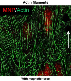 Under the influence of a magnet, nanoparticles realign actin filaments in endothelial cells. Rice University researchers suspect such realignment can disrupt the junctions between endothelial cells and increase vascular permeability. (Credit: Laboratory of Biomolecular Engineering and Nanomedicine/Rice University)