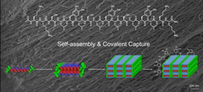 Rice University chemists used the adhesive ability of a compound found in mussels and shear force to help a nanoscale, multidomain peptide, seen at top, self-assemble into a fiber bundle that can be picked up with a tweezer. The researchers said the fiber may aid in the manipulation of cell cultures, among other applications. (Credit: Hartgerink Research Group/Rice University)