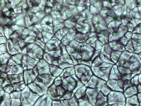 This is an optical micrograph of perovskite crystal grains crafted by meniscus-assisted solution printing.
CREDIT
Image courtesy of Ming He, Georgia Tech