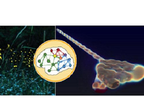 The complex flashing patterns of fireflies (left) led KAUST researchers to develop anapole lasers that use interactions between energy-storing nanodisks (center) to generate high-speed pulses of light on microchips (right).

CREDIT
Reproduced with permission from ref 1.  2017 Gongora et al.