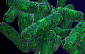 Ribonucleic acid (RNA) is used to create logic circuits capable of performing various computations. In new experiments, Green and his colleagues have incorporated RNA logic gates into living bacterial cells, which act like tiny computers.
CREDIT
Graphic by Jason Drees for the Biodesign Institute
