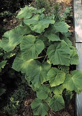 Phoenix tree (Paulownia imperialis) leaves.
CREDIT
US National Park Service, Public Domain