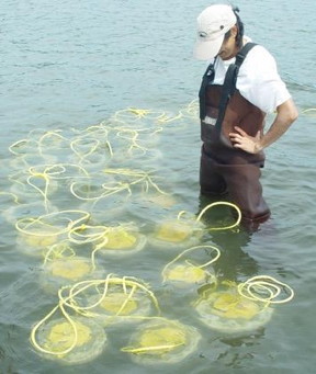 Field sampling effort where intact benthic community cores were collected.
CREDIT
Kay Ho
